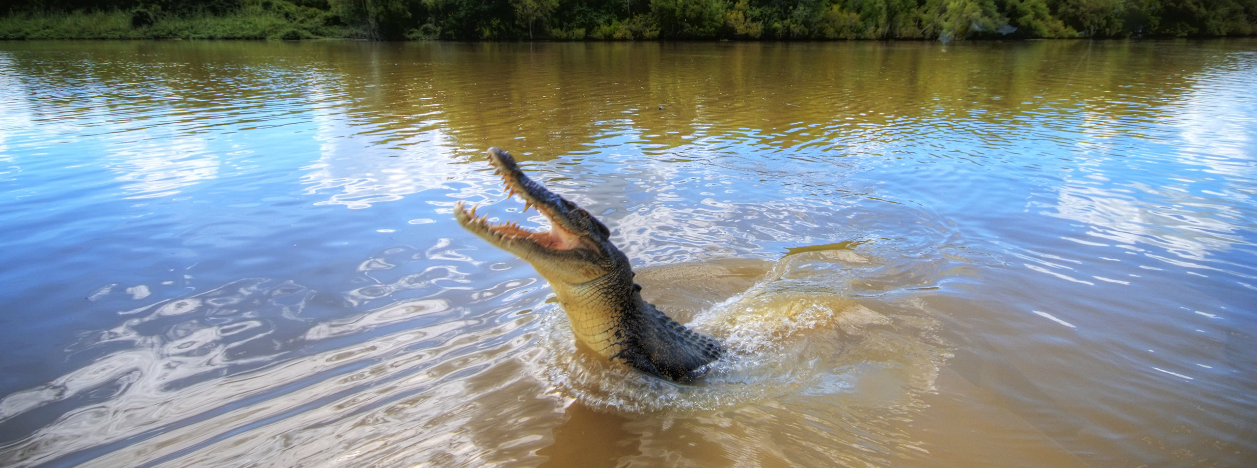 Jumping Crocs at Adelaide River