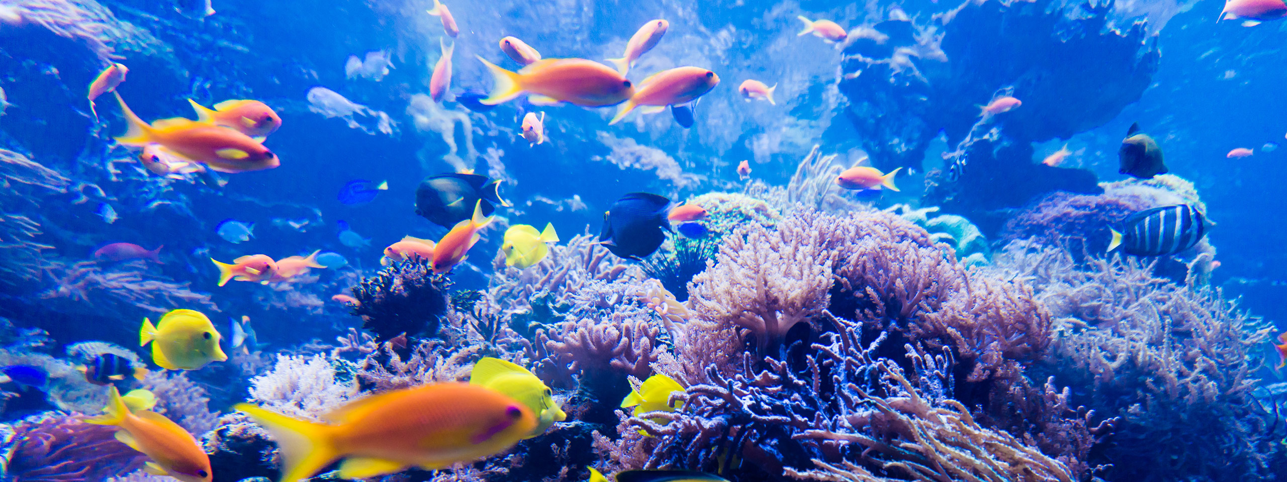 Colourful Fish and Coral, Great Barrier Reef