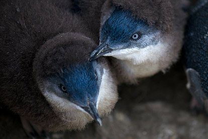 Bicheno Penguins Tour