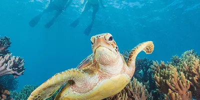 Turtle In Great Barrier Reef